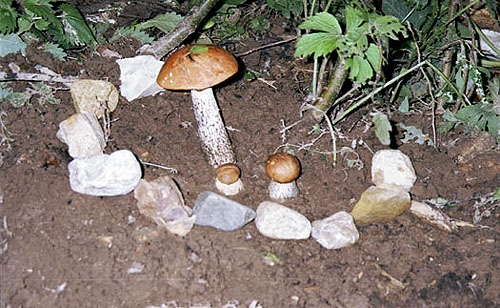 Заповедник грибов. 1999г.